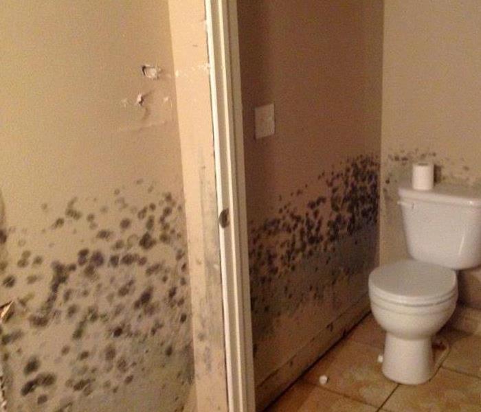 Mold on the bathroom walls of a basement bathroom