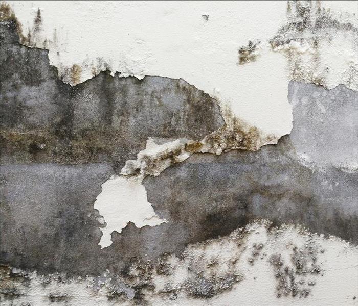 Pain coming off wall, mold growth on wall