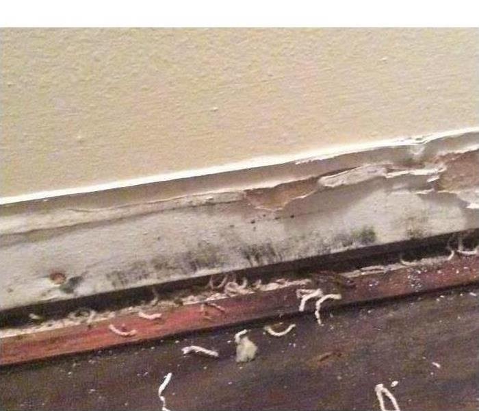Baseboard with black mold growth